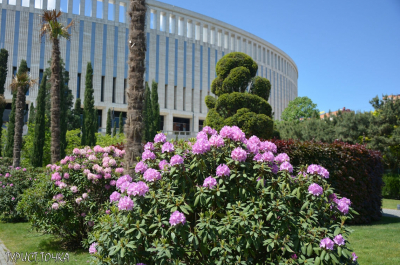 Цветущий парк Краснодар в мае - изумительно красивое зрелище